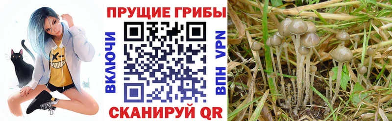 Галлюциногенные грибы Psilocybe  Волоколамск 
